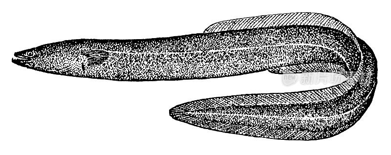 Eel |古董动物插图